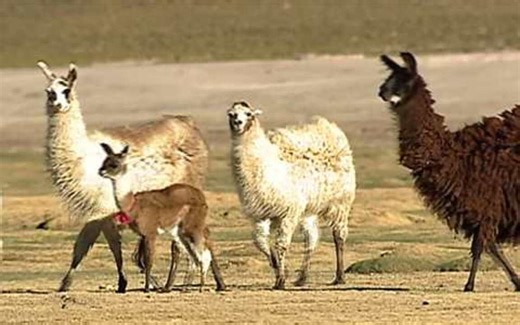 A vida no Altiplano dos Andes