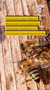 658K views · 3.3K reactions | Varroa-sensitive hygiene (VHS bees) may be the best control method at hand and beekeepers should do their best to breed strains of bees that possess this trait For full videos, check these channels: @illianabeekeepersalliance5432 - YouTube @BeensBeesHershey - YouTube @Beekeeping-For-Beginners-1 - YouTube @mihaiflorin9971 - YouTube | OneQueen.ro | Facebook