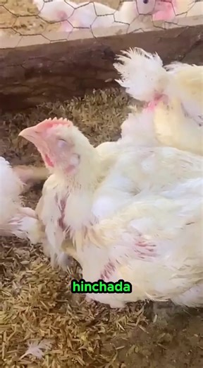 38K views · 975 reactions | 勞 Como solucionar varios problemas en los pollos de Engorde ✍ #PollosDeEngorde | Ing Esneider Rivera R | Facebook