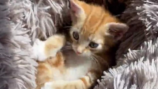 Neighbours star Olympia Valance marries AFL star Tom Bellchambers