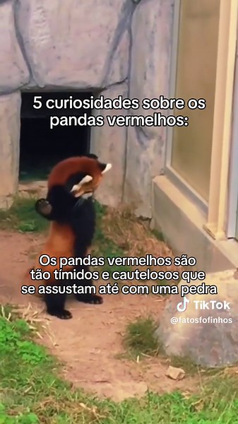 Os pandas vermelho são animais muito fofos e amigáveis #panda #animal #fofo #animaisfofos