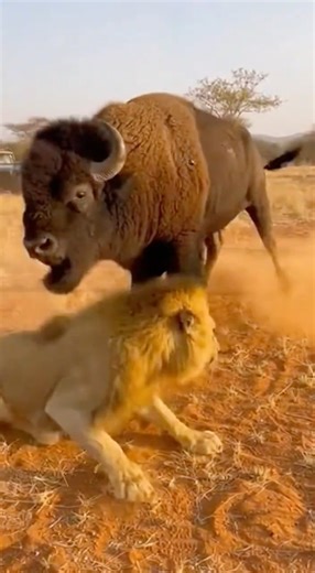 Lion vs Bison – The Untold Showdown in the Wild!