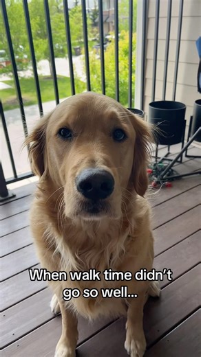 false accusations #golden #goldenretriever #rescuedog