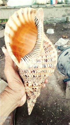 Male Conch Shell. Size: 30.9cm,IT'S ON SALE. WhatsApp for purchase 77162239