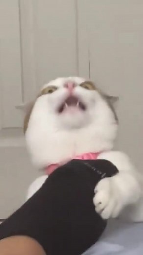 Understanding Cats' Sense of Smell
