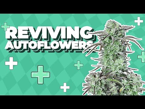 ⚡ You Won’t Believe This!🌱 From Nearly Dead to MONSTER – The Autoflower Rescue Mission