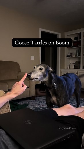 Goose tolerates having a baby brother most of the time, but every once in a while, Boom gets on his last nerve! In this case, Goose was enjoying his favorite toy, Mr. Pig, when he took a break for just one second and Boom swooped in to steal Mr. Pig!! Goose *immediately* reported the offense to his favorite human expecting swift justice! Instead he was told to “go lay down”. The absolute betrayal!!! #greyhound #brothers #siblingrivalry