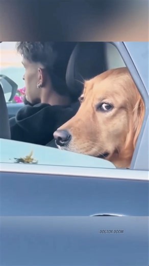 Funny Dogs – Cute Dogs, Hilarious Dog Moments, Dogs Who Make You Smile & Funny Dog Reactions