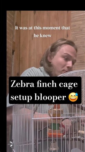 Moving my pet finch pair to their new cage did not go as smoothly as I hoped 🤣 #zebrafinch