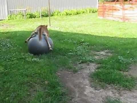 Horse falling over a ball - very funny