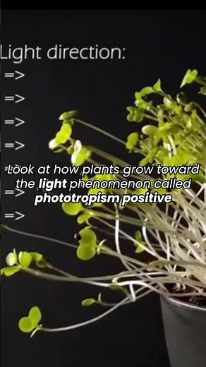 Look at how plants grow towards the light phenomenon called positive phototropism
