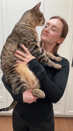 Dex the Distinguished Gentleman Cat - Funny and Adorable Pet Video