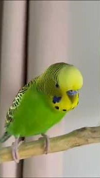 Budgies winter care guide 🦜. thand mein birds ko safe kaise rakhen#birdscare #budgiestips