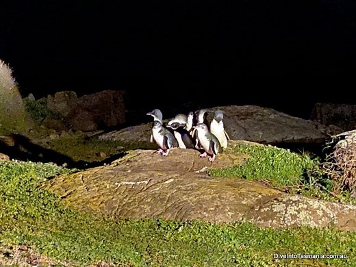 All About The AMAZING Low Head Penguin Tours