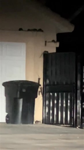 Peski on Instagram: "Rodents everywhere 😳"