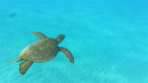 Sea turtle in crystal blue water