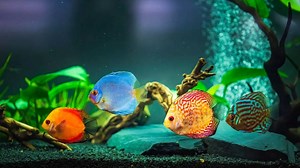 5 beautiful and exotic pet fishes for home aquarium-- And their care guide