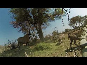 Huge Gemsbok Speared with Deadly Cold Steel. Feel the Rush!!