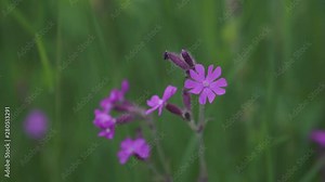 Cinematic close-up view of a red campion flower, revealing a small white spider in one of the flowers