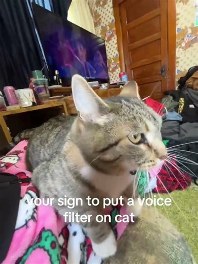 mawww 😭 my bfs cat so cute #cat #cats #kitten #kittens @anna_mariem