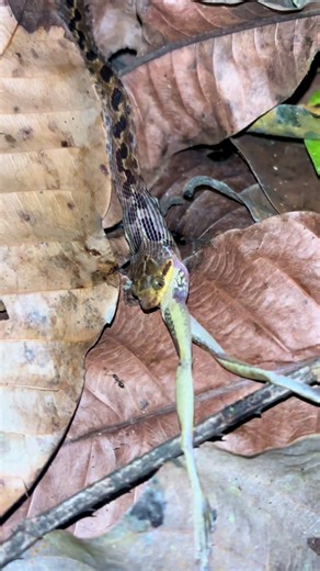 🇺🇸 Cat-eyed Snake 🇨🇷 Serpiente ojo de gato 🔬 Leptodeira septentrionalis Have you ever spotted a snake with eyes like a cat during the night… and while it’s hunting? 👀🐍🐸 On one of our night tours, we witnessed this fascinating cat-eyed snake in its natural habitat, right at the moment it was feeding on a frog. Moments like this show the raw and real side of nocturnal wildlife in Costa Rica. A curious fact about this species: its vertical pupils give it excellent night vision, allowing it 