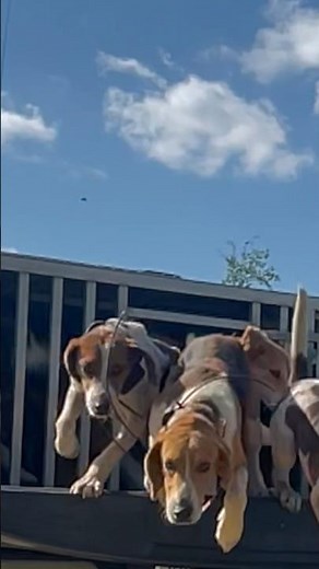 Chasing Coyotes with Dogs! Up close!! #hounds #coyotes