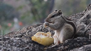 A video footage of a Squirrel on the tree trunk eating fruit in its natural habitat.