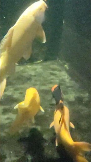 โลกของความเป็นจริงอย่าสิ้นเปลื้องเกินความจำเป็น #ทุกคน #koi #fishing