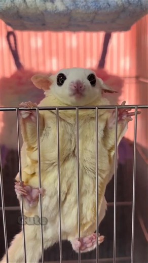 You Won’t Believe This Cute Creature Can Glide! 👀