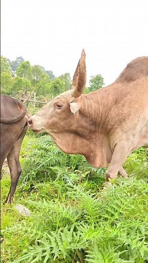 The Biology of Reproduction: Cow and Bull Mating Behavior Explained 🧬🐄