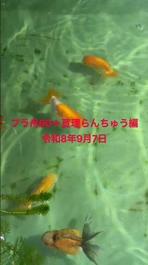 初心者金魚飼育 プラ舟60＋亘理らんちゅう編 令和8年9月7日 朝の様子