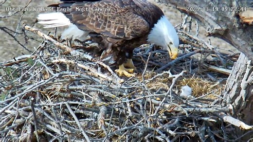 @pixcams on Instagram: "Here's a view of the newly hatched eaglet at the Ott Family Bald Eagles Nest located in Western, NY from this morning. The eaglet hatched yesterday afternoon. Come watch LIVE here: https://pixcams.com/ott-family-bald-eagle-nest/"