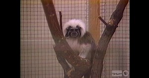 WPT Archives: 1990s:7 Central 114