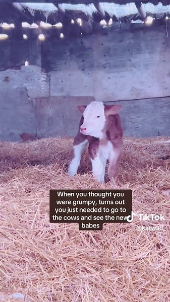 Understanding Cows: Humor in Calf Adventures