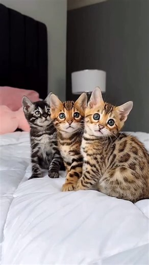 world cats funny 🇺🇸 on Instagram: "Bengals 🐆❤️ Elite GrandGlow cattery ⚜️ * * @elite_bengalcats * * #bengalkitten #bengal #bengalcats #bengalkitty #bengallovers bengalcatworld bengalistanbul bengalkedisi gattobengala bengalkatze bengalfrance bengalbreeder bengalcat bengalkittensofinstagram bengalukraine bengalkiev bengalboston bengallover bengalchicago bengalnyc bengalkittensflorida bengalkittenscalifornia bengallosangeles bengalsanfrancisco bengaldallas"