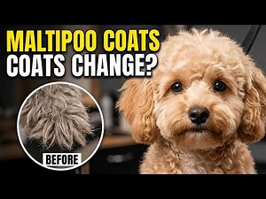 Maltipoo Facts: 10 Coat & Grooming Facts Every Owner Should Know (Color Changes Too!)