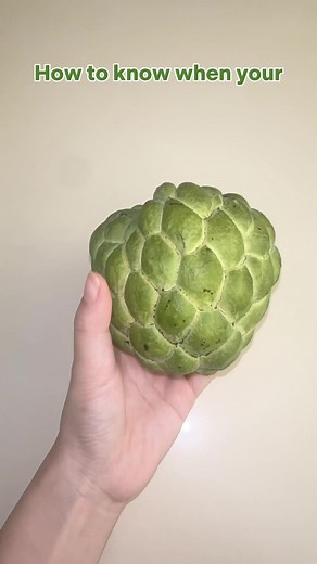 Fruit loot 101- how to know when your atis is ready to eat 🍴 Taiwan Atis available on fruitlootph.com 🤍 Same day delivery available every Mon-Sat 🚛 #fruitlootph #atis #custardapple #fruitfacts #fruitloot #fruitlootph #fruitrecipe #healthyrecipes #healthyliving #dietfood #recipes #premiumfruits #valentinesday #lunarnewyear #fruitdeliveryph #fyp #luxury