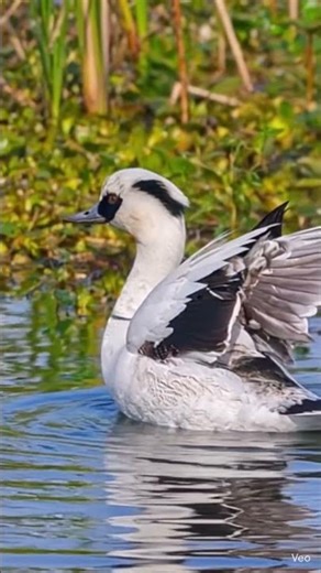 Rare Smew Duck Spotted in Kaziranga! 🦆 | Climate Change Warning? #shortsviral