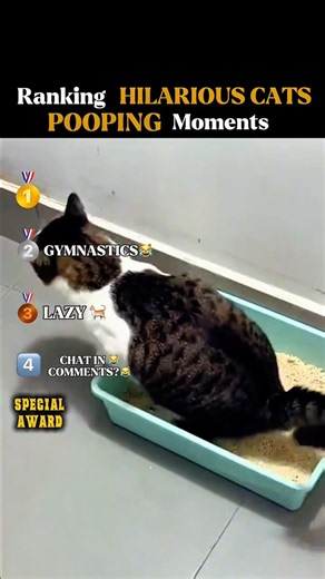 Ranking Hilarious Cats Pooping moments 😂