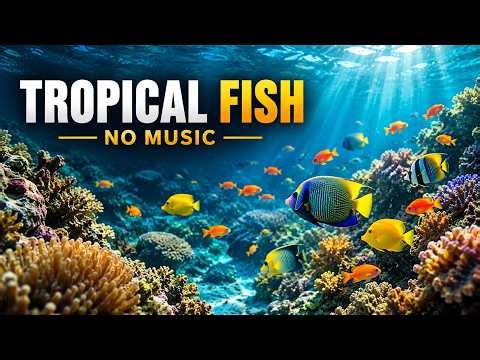 No Music Aquarium: Tropical Fish & Coral Reef for Stress Relief 🐠