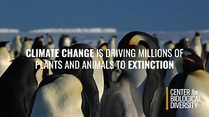 Fossil fuels are a leading threat to life on Earth. More oil and gas comes from the United States than anywhere else in the world — and these fossil fuels pollute communities, drive wildlife extinct, and worsen #climate disasters like flooding and fires. But we can change this. In September, more than 75,000 people mobilized in the streets of New York to call for an end to #fossilfuels. The people's demands are clear: President Biden has the power to lead us to a fossil fuel-free future. Now he 