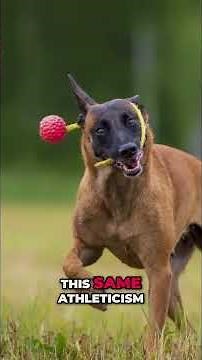 Why Are Belgian Malinois So Amazing?