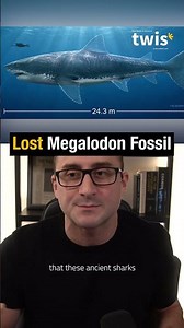 Megalodon's Terrifying True Size Confirmed By Rediscovered Fossil #shark #science