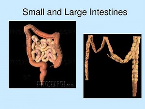 Small and Large Intestines - SlideServe