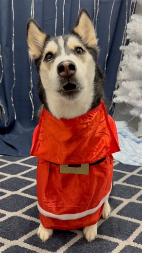 345K views · 9.4K reactions | This husky is a grinch fan, clearly. 藍 #funnypets #husky #siberianhusky | Maya The Husky | Facebook