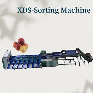 [Hot Item] Fruit Sorting Machine, Peach Weighing, Grading and Selection Equipment