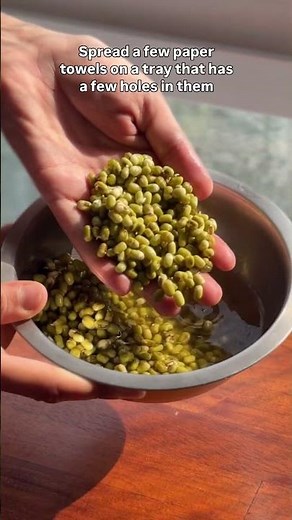 Moong bean sprouts grown at home ! #beansprouts