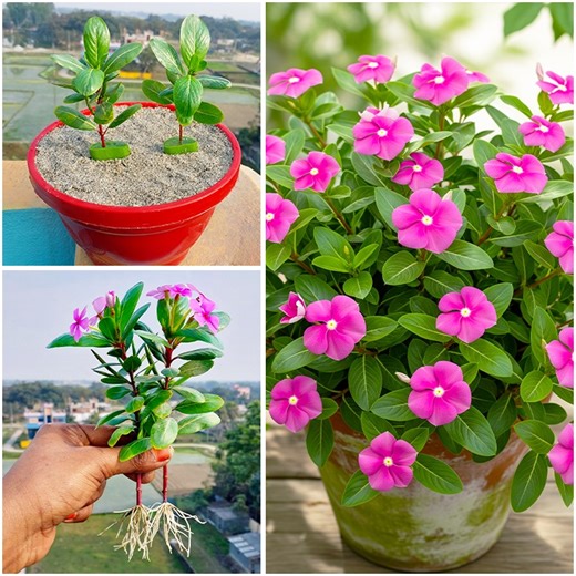 Growing periwinkle flower plant at home | Simple Method for Beginners #architecture #HomeTour #resilience #neigborhoodgathering #spirituality #localvendors #relaxation #inspirationalquotes #SpiritualGrowth #personalgrowth | Dian Creative