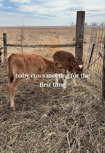 Baby Cows Meeting for the First Time — Heartwarming Homestead Moment