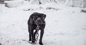 619 reactions · 223 shares | URGENT: This holiday season, countless animals are suffering alone in the brutal cold—facing grave danger. You can help keep them safe. Make a lifesaving gift today. | ASPCA | Facebook